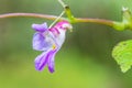 Impatiens psittacina Royalty Free Stock Photo