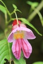 Impatiens psittacina the parrot flower (endemic plants) Royalty Free Stock Photo