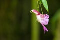 Impatiens Psittacina or Parrot Flower Royalty Free Stock Photo