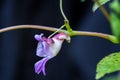 Impatiens psittacina, parrot flower Royalty Free Stock Photo