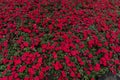 Impatiens Street flower bed Royalty Free Stock Photo