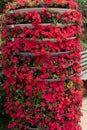 Impatiens Street flower bed Royalty Free Stock Photo