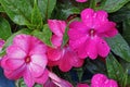 Impatiens walleriana, blossoms with raindrops on it