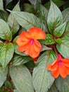 Impatiens walleriana bussy Lizzie balsam