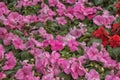 Impatiens walleriana, busy Lizzie, balsam, sultana. Flowering plants for gardens, parks, balconies