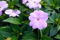 Impatiens walleriana