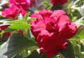 Impatiens walleriana fiesta `Bonita Burgundy`deep red blooms