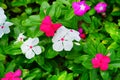 Impatiens walleriana flower Royalty Free Stock Photo