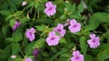 Impatiens walleriana (Impatiens sultanii, busy Lizzie, British Isles, balsam, sultana, simply impatiens).