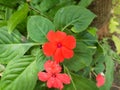 a impatiens walleriana plant. from family balsaminaceae Royalty Free Stock Photo