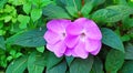 Impatiens walleriana