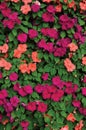 Impatiens Walleriana Sultanii Busy Lizzie Flowers, Large Detailed Colorful Vertical Background Closeup Pattern, Magenta, Purple