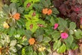 Impatiens Walleriana Sultanii Busy Lizzie Flowers, Large Detailed Vertical Background Pattern, Magenta, Purple, Red, Pink, Divine Royalty Free Stock Photo