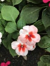 Impatiens walleriana or Touch-me-not flower. Royalty Free Stock Photo