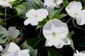 Impatiens x hybrida 'Sunpatiens Compact White'