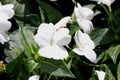 Impatiens x hybrida 'Sunpatiens Compact White'