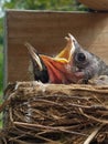 impatient baby robins want their meal Royalty Free Stock Photo
