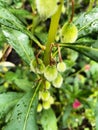 The impatient flower fruit looks fresh after the rain