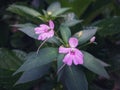 impatient flowers plant with small purple flowers and blur nature background