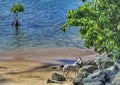 Impatient puppy by the sea Royalty Free Stock Photo