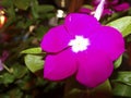 Impations hot pink flower, macro night shot