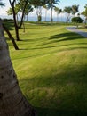 Impeccable lawn, palm trees Maui Hawaii Royalty Free Stock Photo