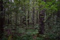 Impenetrable forest. Pine forest. Deciduous trees. Green grass. Rowan