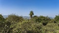 Impenetrable jungle. The thorny branches of the bushes are tightly intertwined.