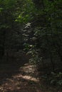 impenetrable pine forest with rare bright rays of the sun, Russia, Siberia