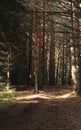 impenetrable pine forest with rare bright rays of the sun, Russia, Siberia