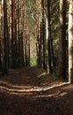 impenetrable pine forest with rare bright rays of the sun, Russia, Siberia