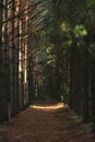 impenetrable pine forest with rare bright rays of the sun, Russia, Siberia