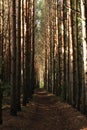 impenetrable pine forest with rare bright rays of the sun, Russia, Siberia