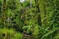 Impenetrable rainforest in Kahurangi National Park, New Zealand Royalty Free Stock Photo