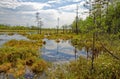 Impenetrable swamp in the Siberia noon Royalty Free Stock Photo