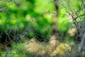 Impenetrable thickets of thorns in the forest. Insurmountable obstacle. Photographed close up thorns on the branches Royalty Free Stock Photo