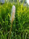 Imperata clyindrica plant which thrives