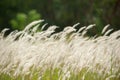 Imperata cylindrica Beauv,Grass field landscape in nature