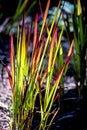 Imperata cylindrica, blady grass