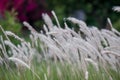 Imperata cylindrica cogon grass blowing in the wind