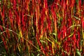 Imperata cylindrica, cogongrass, kunai grass, blood grass
