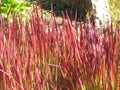 Imperata cylindrica `Red Baron`, cogongrass or kunai grass.