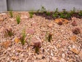 Imperata cylindrica - Japanese bloodgrass - Red Baron - Ornamental grass growing on the stone flowerbed Royalty Free Stock Photo