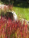 Imperata cylindrica `Red Baron` on a sunny day. Cogongrass or kunai grass.