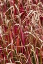 Imperata cylindrica Rubra - Red Baron Royalty Free Stock Photo