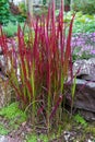 Imperata Rubra cylindrica Red Baron grass in the garden