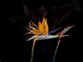 Bird of paradise flower bright against black background