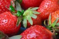 Imperfect fresh organic strawberries