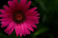 Imperfect Gerber Daisy in Bloom