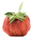 Imperfect organic heirloom home grown strawberry isolated